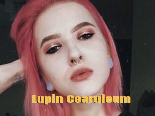 Lupin_Cearuleum
