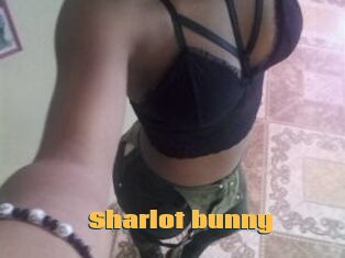 Sharlot_bunny