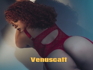 Venuscatt